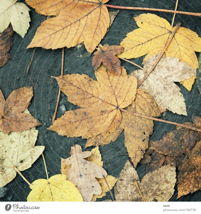 Straßenbelag Umwelt Natur Landschaft Erde Herbst Wetter Blatt Wege & Pfade alt authentisch dreckig Herbstlaub herbstlich Jahreszeiten Bodenbelag Ahorn platt