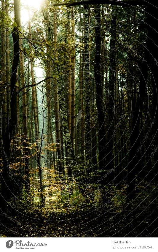 Wald Laubwald Mischwald Baumstamm Ast Zweig Unterholz Forstwirtschaft Märchenwald Licht Waldlichtung Sonne Hoffnung Erkenntnis Romantik Erholung Natur