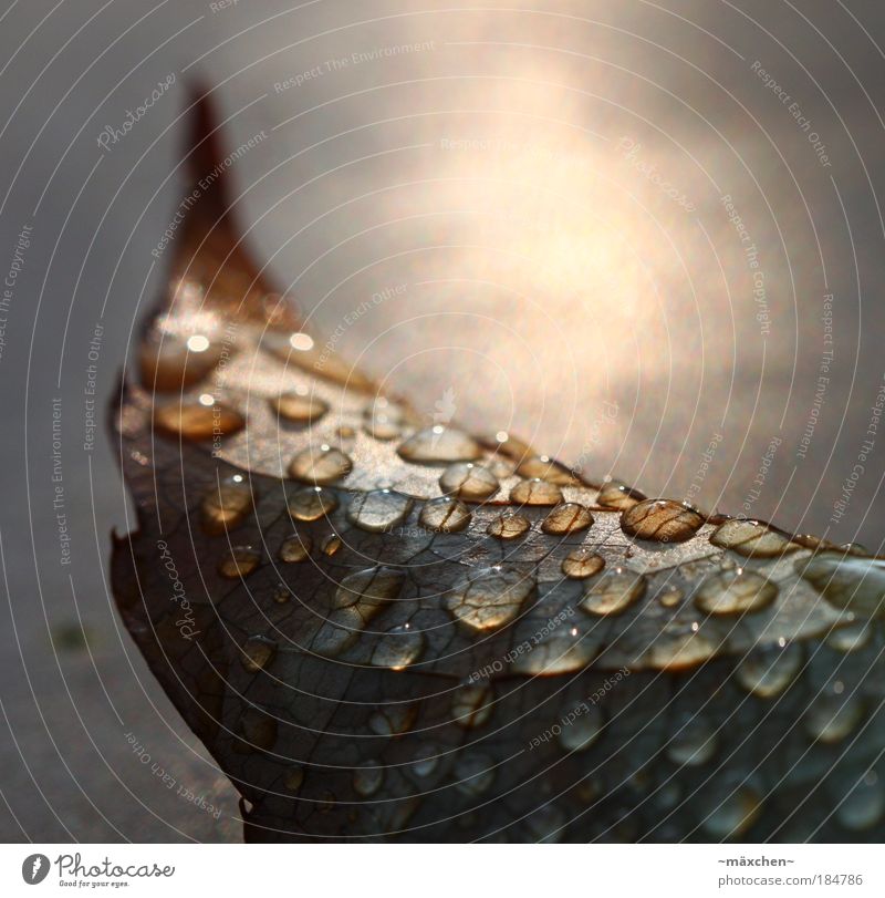 Herbsttropfen Farbfoto Außenaufnahme Nahaufnahme Detailaufnahme Makroaufnahme Strukturen & Formen Menschenleer Textfreiraum rechts Textfreiraum oben Abend