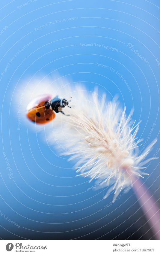 Leichtgewicht Tier Nutztier Wildtier Käfer Marienkäfer 1 krabbeln klein blau rot schwarz weiß Insekt Gras Halm winzig Farbfoto mehrfarbig Außenaufnahme