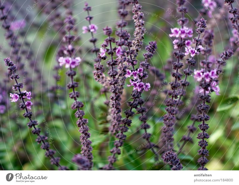 Lavandula angustifolia in quer Lavendel schön Gesundheit harmonisch Natur Pflanze Sommer Herbst Gras Grünpflanze grün violett Fröhlichkeit Blüte Blühend Zweig