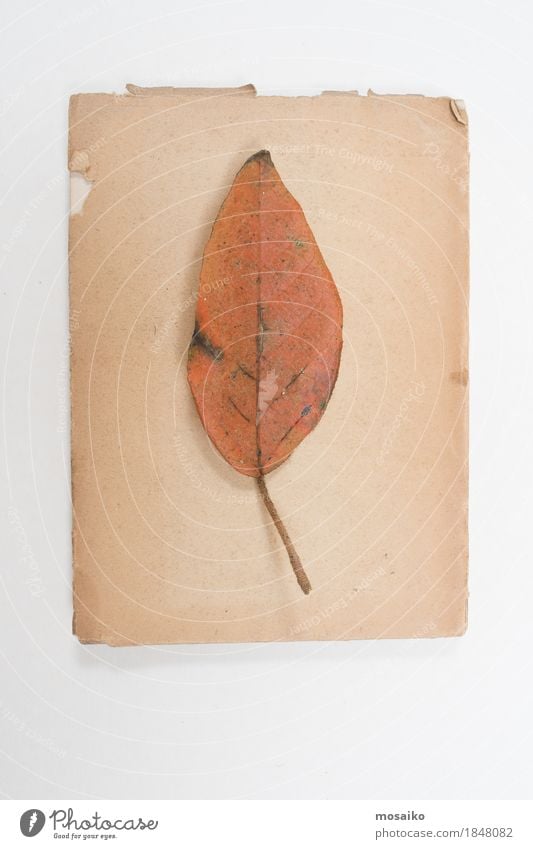 Herbarium Kunst Natur Pflanze Blatt exotisch alt einzigartig natürlich retro trocken orange Bildung Design Kreativität Wissenschaften Botanik Urwald