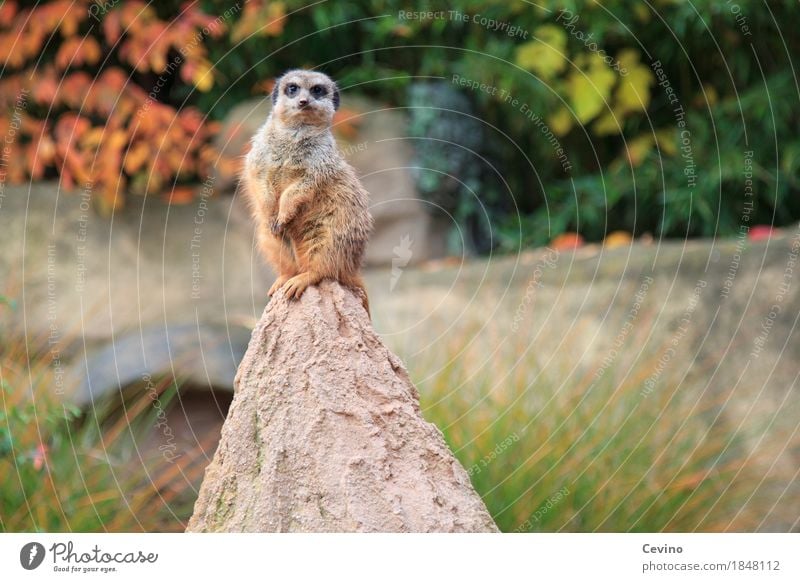 Frechdachs Natur Herbst Park Tier Wildtier Fell Pfote Zoo Erdmännchen 1 frech Neugier niedlich klug Zoologie Tiergarten Scharrtier Surikate Säugetier Manguste