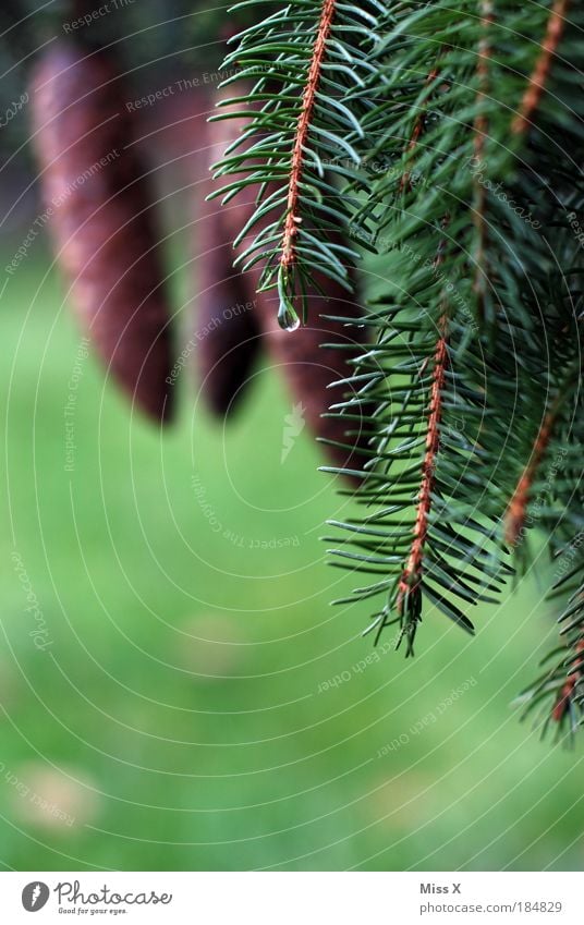 Im Wald Farbfoto Gedeckte Farben Außenaufnahme Nahaufnahme Detailaufnahme Menschenleer Textfreiraum links Textfreiraum oben Textfreiraum unten