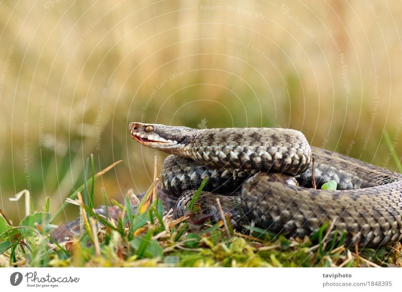 Abschluss oben der weiblichen europäischen gekreuzten Additionsmaschine Berge u. Gebirge Frau Erwachsene Umwelt Natur Tier Schlange natürlich wild Angst