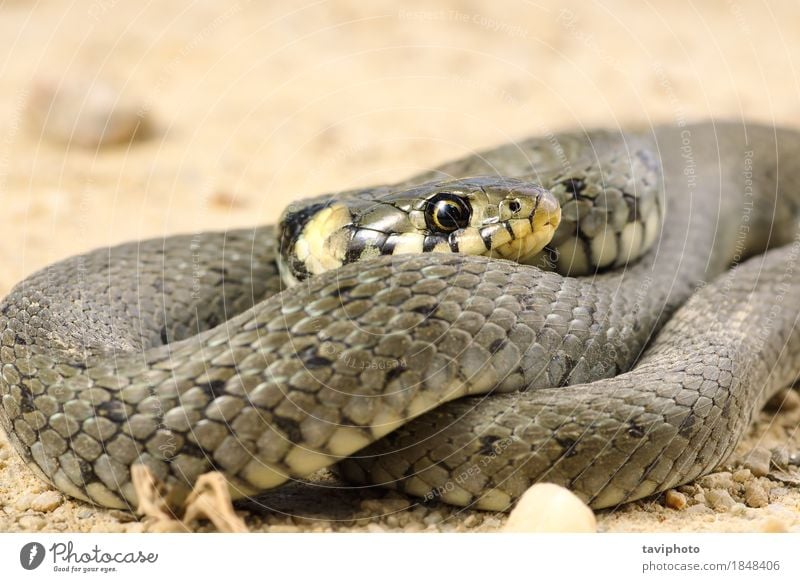 Detail der Grasschlange Gesicht Natur Tier Schlange wild schwarz Tierwelt natrix Kopf Reptil Lebewesen Skala Raubtier Jäger Gefahr Natter Fleischfresser