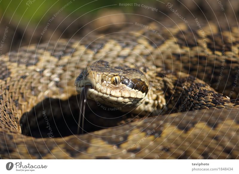 Makro-Porträt der Wiesen-Adder schön Gesicht Frau Erwachsene Natur Tier Schlange klein wild braun Angst gefährlich Ottern Natter Vipera ursinii Rakkosiensis