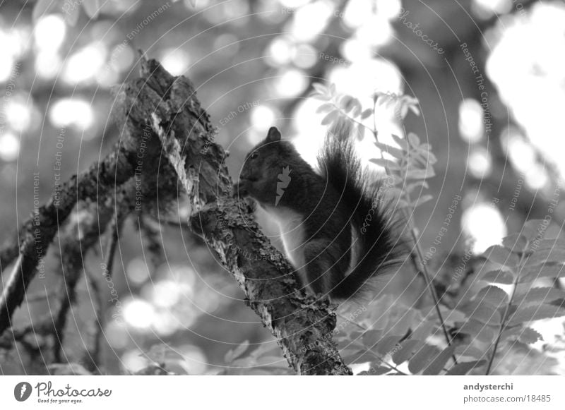 A-Hörnchen Wald Baum Tier Nagetiere Verkehr eichhörnchenm Schwarzweißfoto monochom Ast