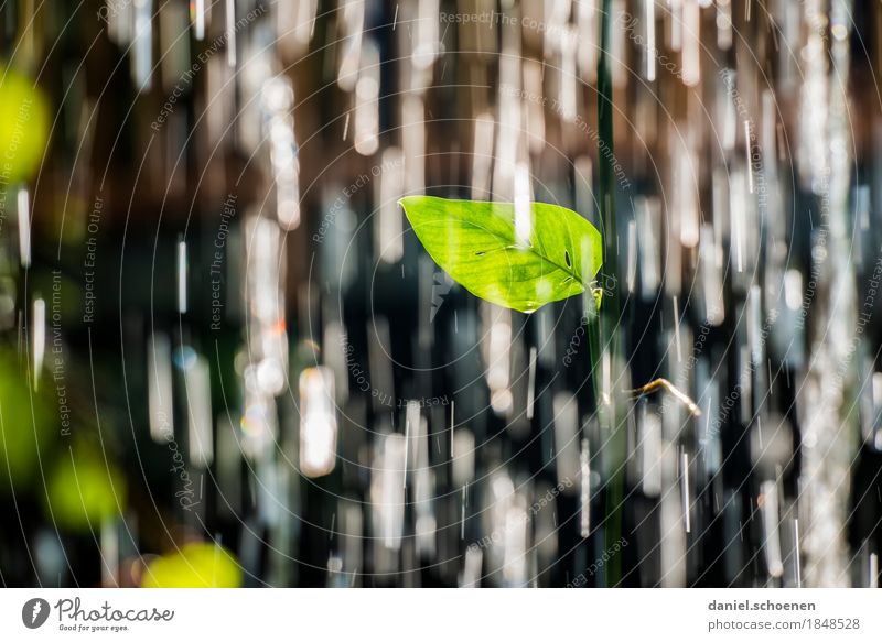 Wasserfall Natur Urelemente Wassertropfen Blatt Zufriedenheit Bewegung Leichtigkeit rein Farbfoto Außenaufnahme Nahaufnahme Menschenleer Textfreiraum links