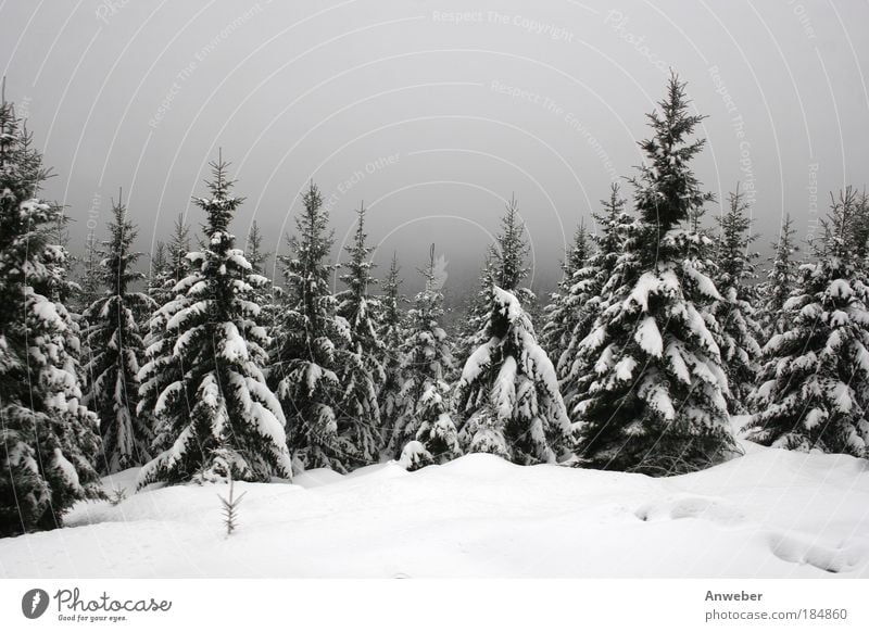 Tiefverschneiter Harz am Goetheweg zum Brocken Farbfoto Gedeckte Farben Außenaufnahme Menschenleer Textfreiraum oben Tag Dämmerung Silhouette Umwelt Natur