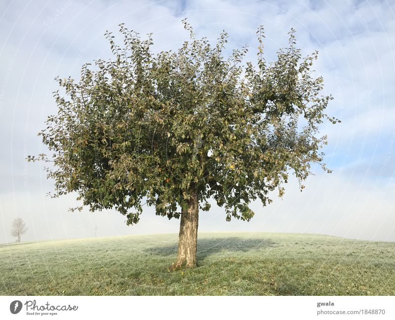 lonesome apple Apfel Frucht Spazierweg Landschaft Natur Sonne Sonnenlicht Herbst Schönes Wetter Nebel Pflanze Baum Obstbaum Apfelbaum Ernte Feld Hügel Weide