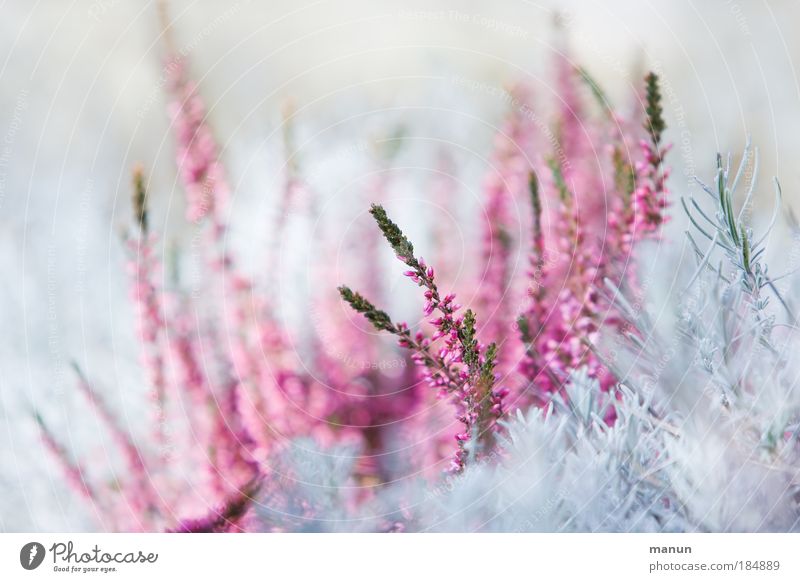 Calluna Design Sinnesorgane Taufe Gartenarbeit Gärtnerei Natur Frühling Winter Pflanze Sträucher Blüte Bergheide Park Heide leuchten Wachstum frisch hell