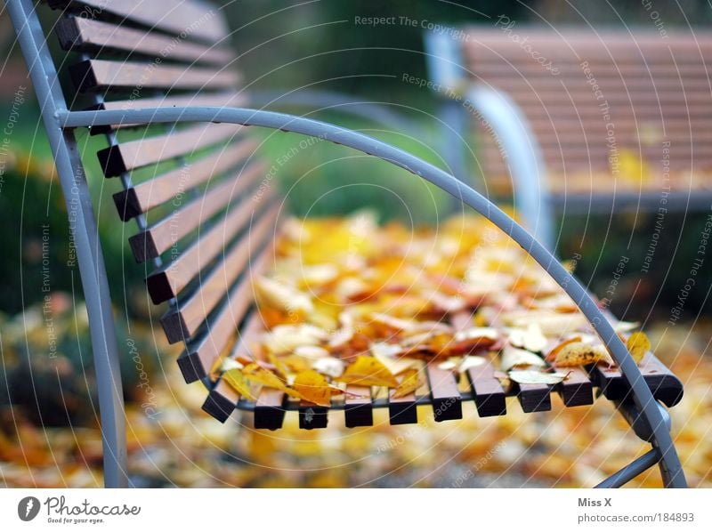 Herbstbank Farbfoto mehrfarbig Außenaufnahme Nahaufnahme Detailaufnahme Menschenleer Textfreiraum rechts Textfreiraum oben Textfreiraum Mitte Tag