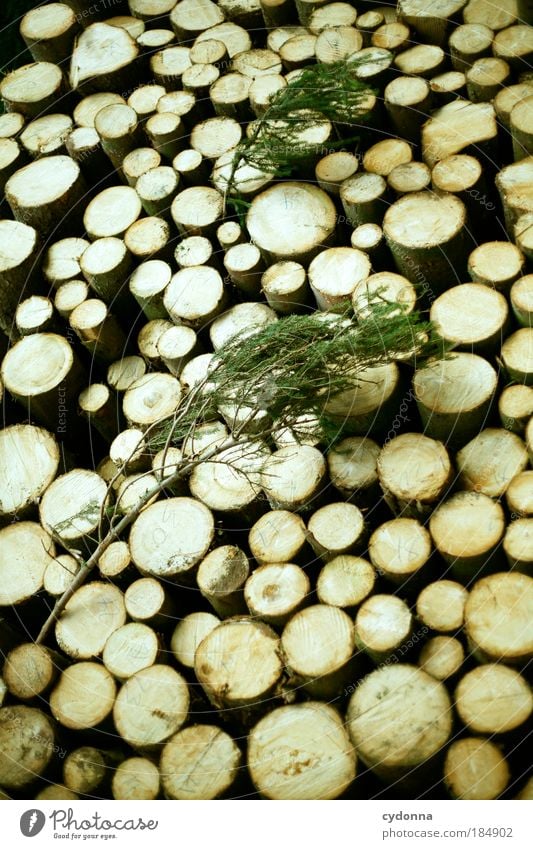 Holz Farbfoto Außenaufnahme Nahaufnahme Detailaufnahme Muster Strukturen & Formen Menschenleer Tag Licht Schatten Kontrast Zentralperspektive Totale Natur