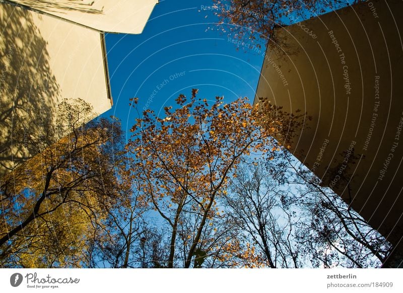 Froschperspektive Blatt gold Herbst Jahreszeiten Herbstlaub Oktober Hinterhof Haus Gebäude Mauer Brandmauer Mieter Vermieter Himmel Morgen Morgendämmerung Sonne