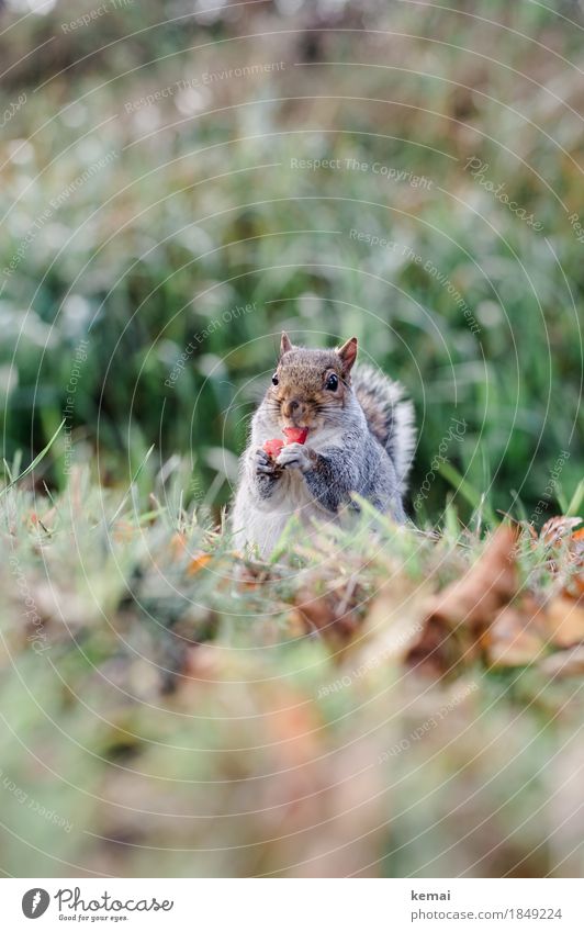 Gesunde Ernährung Frucht Apfel Leben harmonisch Wohlgefühl Zufriedenheit Umwelt Natur Pflanze Tier Herbst Gras Blatt Wildpflanze Park Wiese Wildtier Tiergesicht