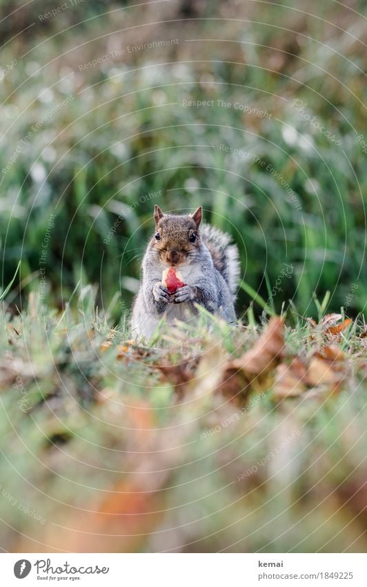 Winterspeck Apfelgeschmack Frucht Ernährung Umwelt Natur Pflanze Tier Herbst Gras Wiese Wildtier Tiergesicht Fell Krallen Pfote Eichhörnchen 1 festhalten