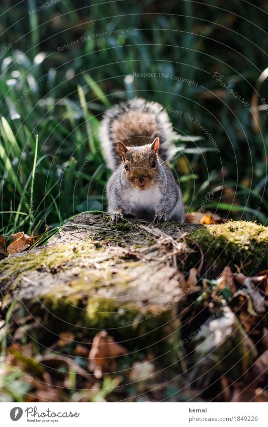 Hello. Umwelt Natur Pflanze Tier Frühling Schönes Wetter Gras Baumstumpf Park Wald Wildtier Tiergesicht Fell Eichhörnchen Schwanz 1 festhalten Blick sitzen