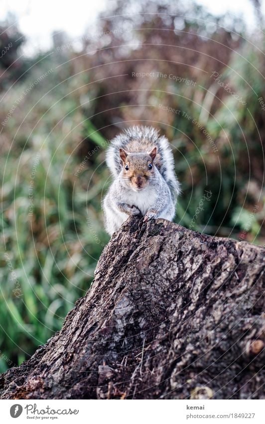 My name is Squirrel, Cyrill the Squirrel. Umwelt Natur Tier Herbst Baum Baumstumpf Baumrinde Park Wildtier Tiergesicht Fell Pfote Eichhörnchen 1 festhalten