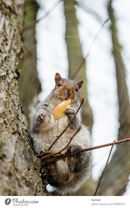 Thanks very much. Apfel Ernährung Umwelt Natur Tier Baum Zweig Park Wildtier Tiergesicht Fell Krallen Pfote Eichhörnchen 1 festhalten füttern Blick sitzen