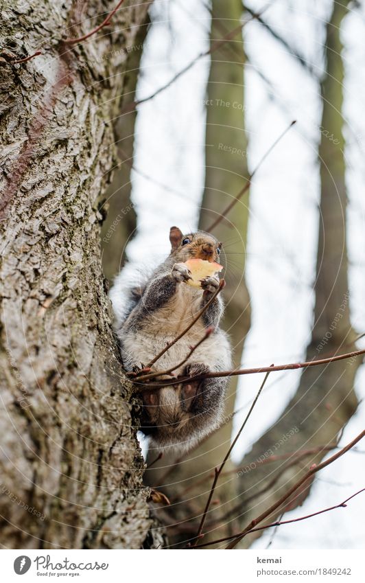 To have the balls Apfel Natur Pflanze Tier Baum Zweig Ast Park Wildtier Eichhörnchen 1 festhalten Fressen Blick sitzen authentisch natürlich Neugier niedlich