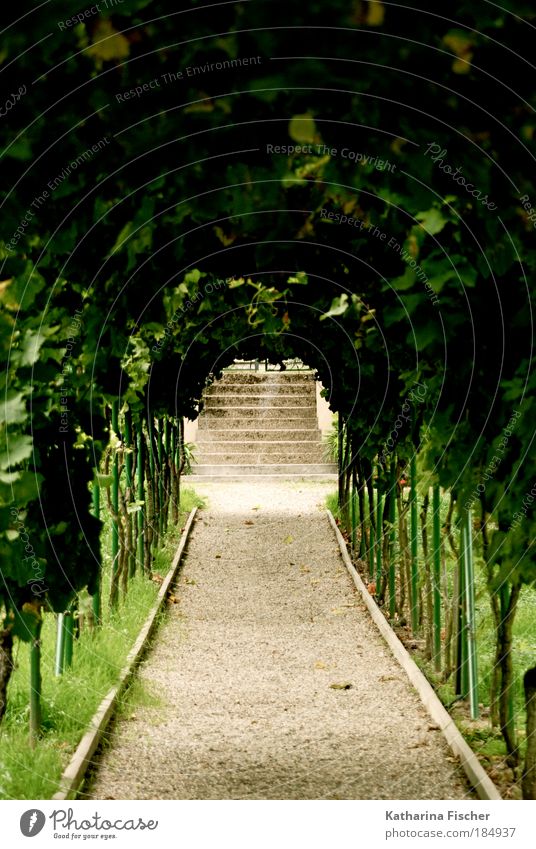 Green Way Umwelt Natur Erde Sand Sommer Pflanze Gras Efeu Blatt Grünpflanze Weinblatt Garten Park braun grün Weinbau Wege & Pfade Grüne Lunge Kieselsteine