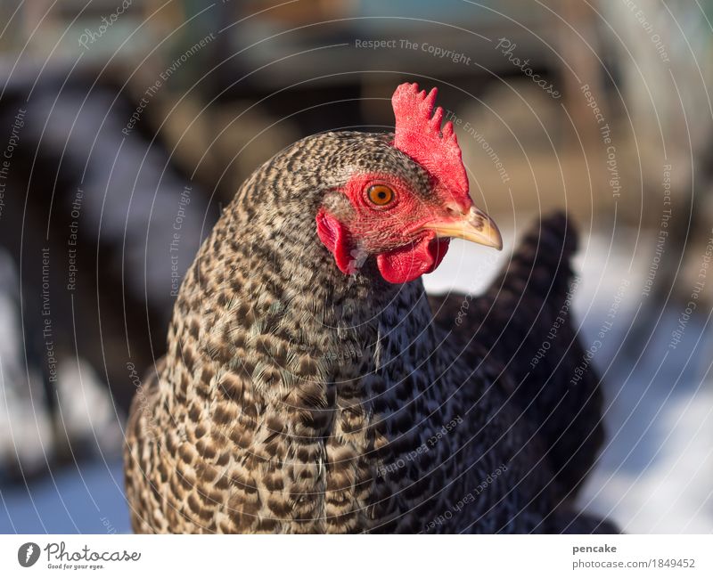 das erste schneehuhn Natur Winter Eis Frost Schnee Tier Haustier 1 frech Neugier Haushuhn Kamm rot perlhuhn Bauernhof Hühnervögel Farbfoto Außenaufnahme