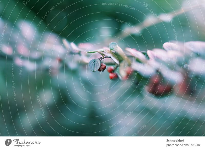 Naturperle Farbfoto Außenaufnahme Detailaufnahme Menschenleer Textfreiraum links Textfreiraum rechts Textfreiraum oben Textfreiraum unten Tag Licht Schatten