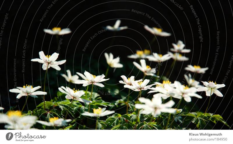 Blühnende Buschwindröschen vor dunklem Hintergrund Umwelt Natur Pflanze Blume Blüte Wildpflanze Anemonen Blühend ästhetisch wild gold grün weiß Frühling Botanik