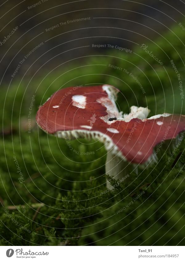 Waldimpression Natur Pflanze Sommer Wachstum grün rot weiß Pilz Fliegenpilz Farbfoto Außenaufnahme Nahaufnahme Makroaufnahme Kontrast Sonnenlicht Tag