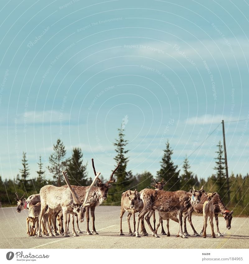 Gruppenfoto Ausflug Umwelt Natur Pflanze Tier Himmel Baum Wald Verkehr Verkehrswege Straßenverkehr Nutztier Wildtier Tiergruppe Herde Tierfamilie warten Neugier