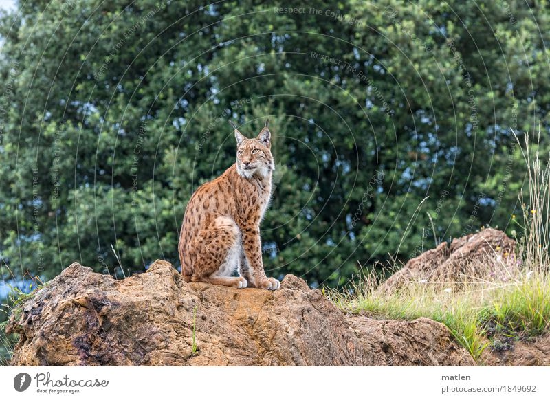 Mieze Baum Gras Wald Felsen Tiergesicht Fell 1 sitzen braun grün Luchs beobachten drehen Erinnerung Farbfoto Außenaufnahme Menschenleer Textfreiraum links