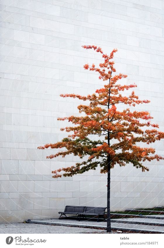 Beton.Bank.Baum. Bauwerk Architektur Mauer Wand Fassade Stein Sand Holz Metall Stahl kalt braun grau Gefühle Einsamkeit Endzeitstimmung Krise Politik & Staat