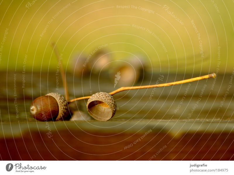 Herbst Natur Pflanze Fruchtstand Eicheln liegen braun gold Vergänglichkeit Farbfoto Außenaufnahme Tag Unschärfe