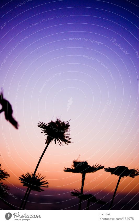 Farbübergang Natur Pflanze Himmel Schönes Wetter Blume Sträucher klein blau violett kahl Blumenstengel Meer Farbfoto Außenaufnahme Menschenleer