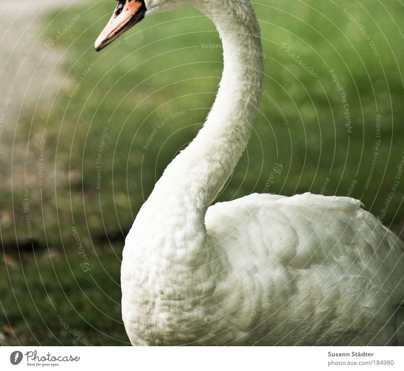 inkognito Pflanze Tier Gras Park Wiese Wildtier Schwan glänzend füttern genießen leuchten ästhetisch bedrohlich elegant dünn weiß Ehrlichkeit Hochmut Stolz Hals