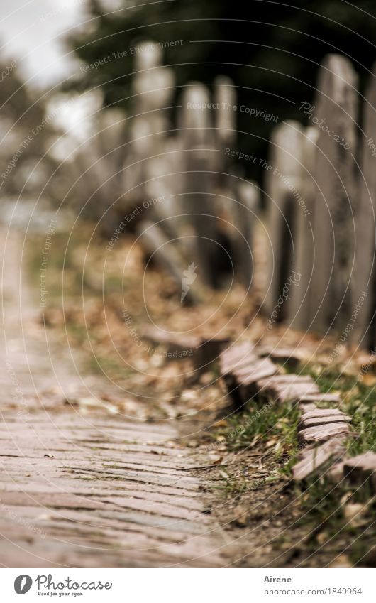 Natur geht ihren ewgen Lauf Herbst Friedhof Wege & Pfade Grabstein Pflastersteine Kopfsteinpflaster Grabmal Stein dunkel gruselig historisch trist braun grau