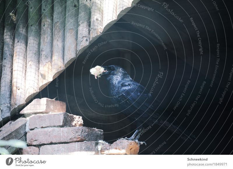 Futterzeit Umwelt Natur Schönes Wetter Tier Wildtier Totes Tier Vogel Tiergesicht Flügel Krallen Zoo 1 2 Diät beobachten fliegen Fressen füttern Jagd Aggression