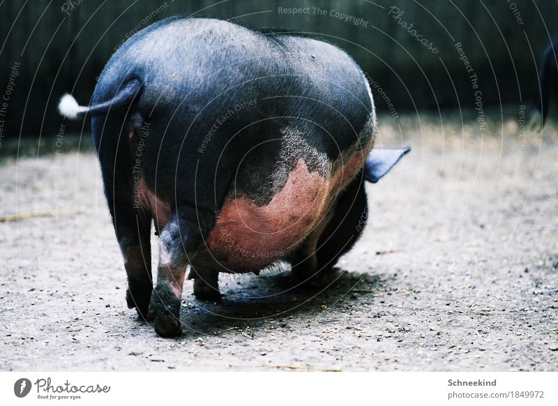 Du Schwein Fleisch Jagd Natur Tier Haustier Wildtier Zoo Streichelzoo 1 Diät beobachten Duft entdecken Fressen füttern dick dreckig nackt Trägheit bequem