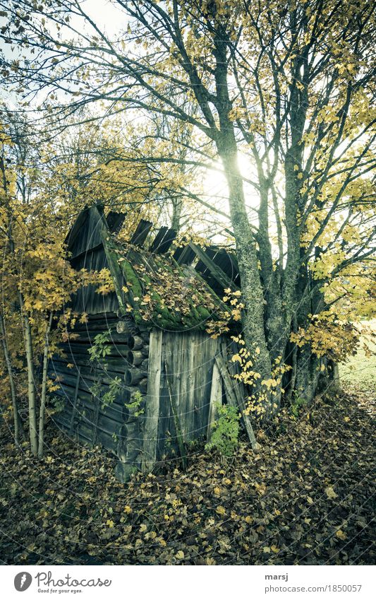 Die gezählten Tage sind vorbei Hütte Herbst Baum Ahorn Heustadl alt Traurigkeit Trauer Müdigkeit Schmerz Enttäuschung Einsamkeit Vergänglichkeit verlieren