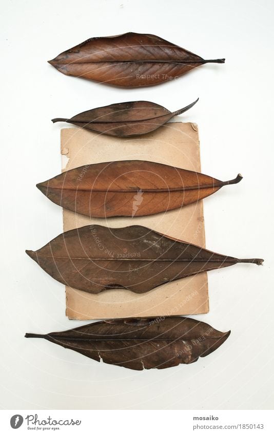 Herbarium Kunst Natur Pflanze Blatt exotisch alt ästhetisch Zusammensein einzigartig Originalität braun Bildung Design Kreativität retro Wissenschaften Botanik