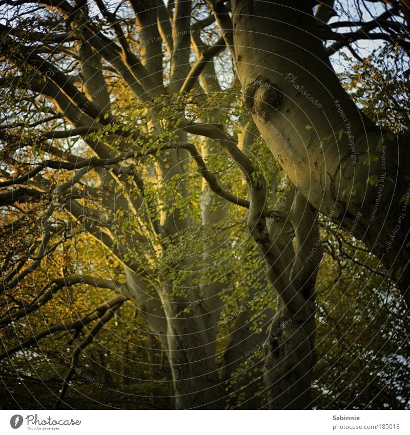 Schottischer Herbst Natur Landschaft Sonnenaufgang Sonnenuntergang Schönes Wetter Baum Wald Stimmung Farbfoto Außenaufnahme Dämmerung Schatten Kontrast