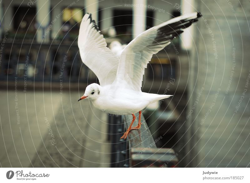 Auf geht's Umwelt Natur Luft Winter Wind Platz Gebäude Tier Vogel Möwe 1 fliegen ästhetisch schön weiß Leidenschaft Energie Freiheit kalt unschuldig