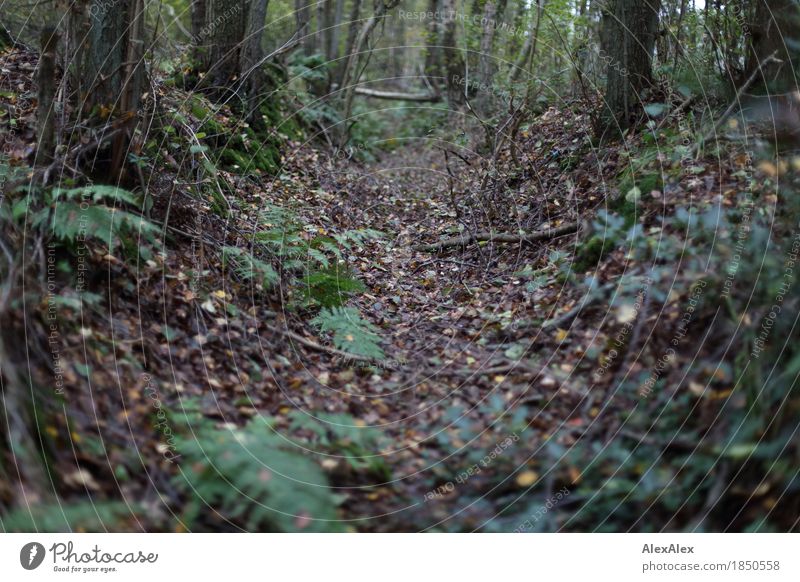 Der Graben Umwelt Natur Landschaft Pflanze Schönes Wetter Baum Sträucher Blatt Grünpflanze Wildpflanze Farn Wald Geäst Zweige u. Äste Wurzel Wassergraben