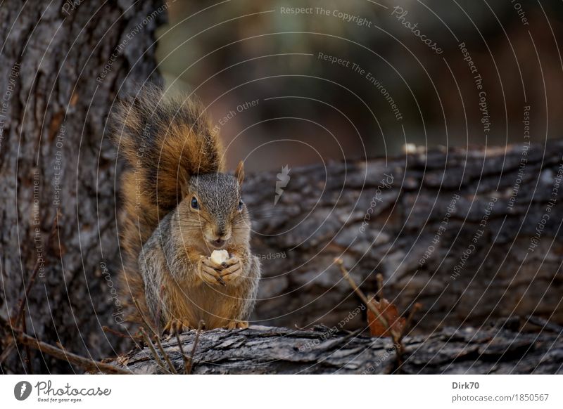 Alles für den Winterspeck. Natur Herbst Baum Ast Baumrinde Park Wald Boulder Colorado USA Tier Wildtier Nagetiere Eichhörnchen 1 beobachten Fressen genießen