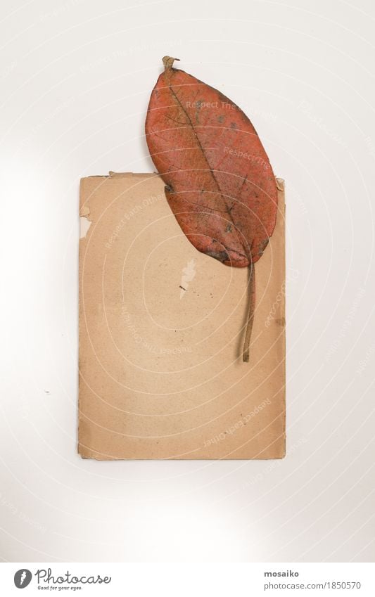 Herbarium Kunst Natur Pflanze Blatt exotisch alt ästhetisch authentisch außergewöhnlich einfach elegant Bildung Design Kreativität retro Wissenschaften Botanik