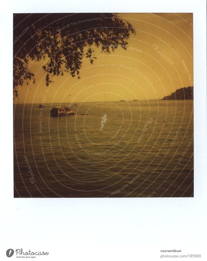 xoxoxo Wasser Kitsch Bodensee Konstanz Boot "row row your boat" "baum der ins bild hängt" Baum gelb schwarz polaroid authentisch sx-70 Farbfoto Gedeckte Farben