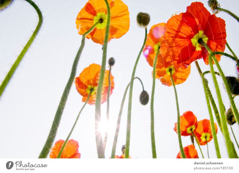 für Winterhasser Pflanze Wolkenloser Himmel Sonne Sonnenlicht Frühling Sommer Blume Blüte ästhetisch elegant blau grün rot Wachstum Mohn Mohnblüte Licht