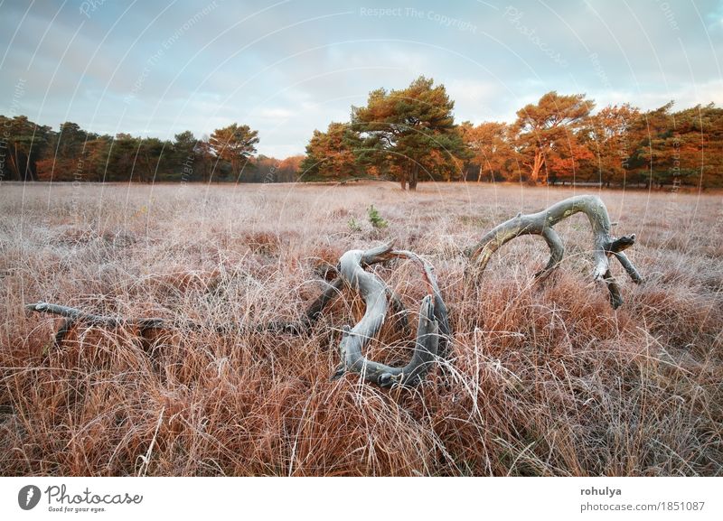 alter Baum auf bereifter Wiese im Herbstsonnenaufgang Winter Natur Landschaft Himmel Gras Wald wild weiß Tod Holz Feld Grasland Frost Eis gefroren kalt fallen