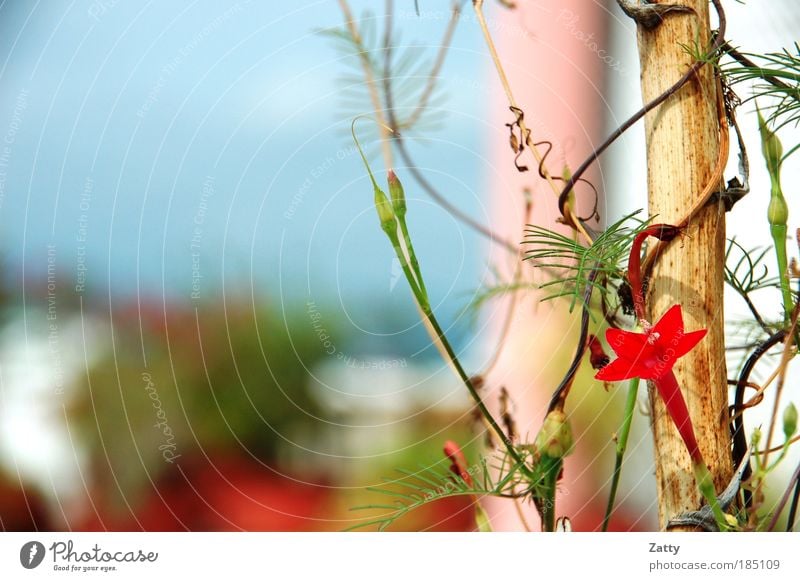 Sternblume Natur Pflanze Blume Orchidee Blüte exotisch ästhetisch rot Farbfoto Detailaufnahme Makroaufnahme Menschenleer Morgen Sonnenlicht Zentralperspektive